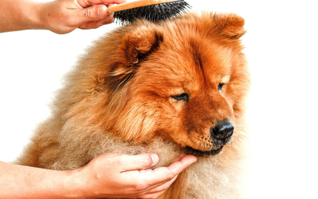 Fear Free Grooming: How You Can Help Out at Home