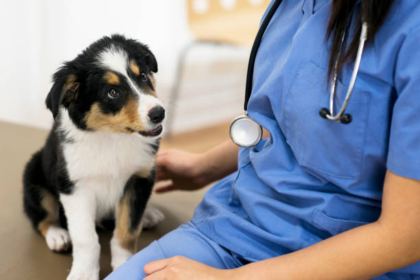 Frequency of CPV [Canine Parvovirus] Infection in Vaccinated Puppies That Attended Puppy Socialization Classes