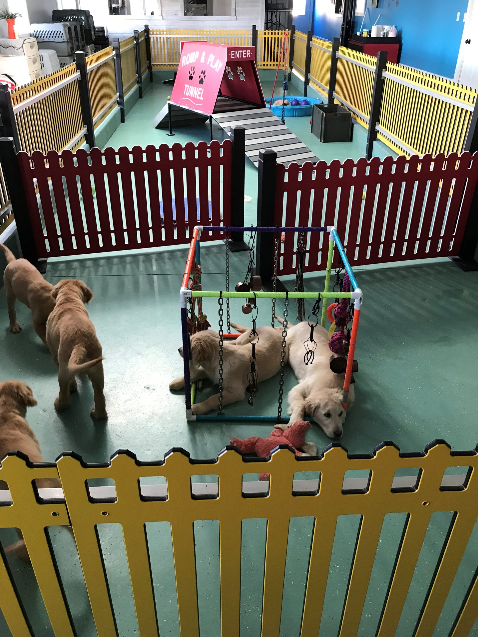 dogs in play area