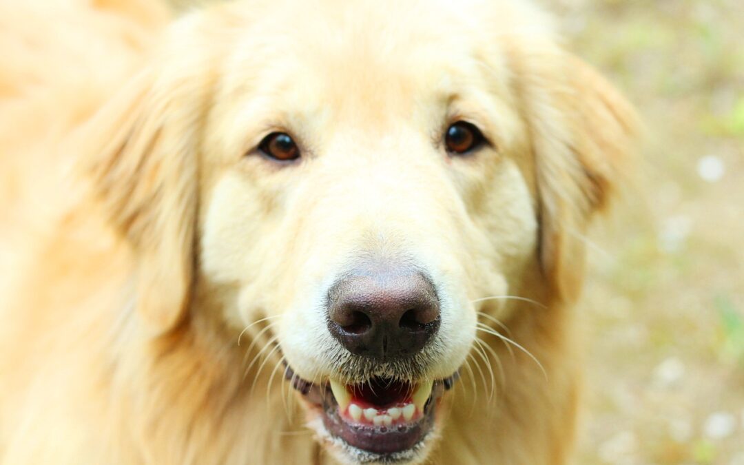 Dog Body Language 101