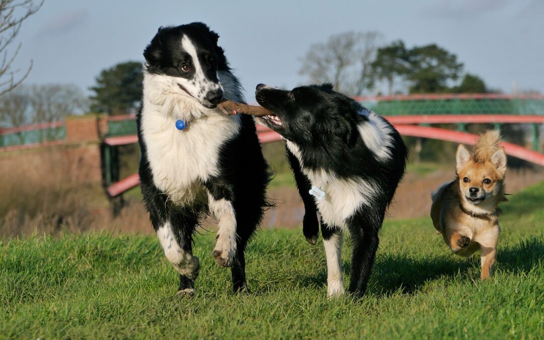 Dog Behavior Co-Varies With Height, Bodyweight and Skull Shape