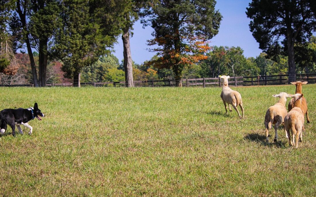 Highly Heritable and Functionally Relevant Breed Differences in Dog Behaviour