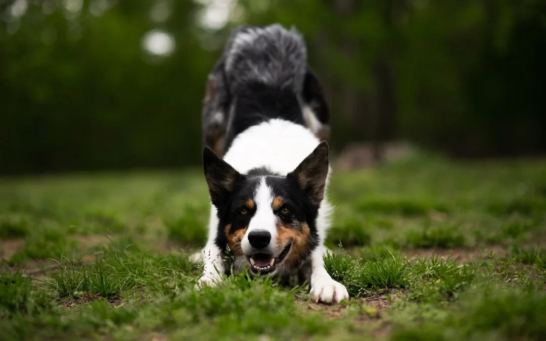 Canine Behavior: A Photo Illustrated Handbook