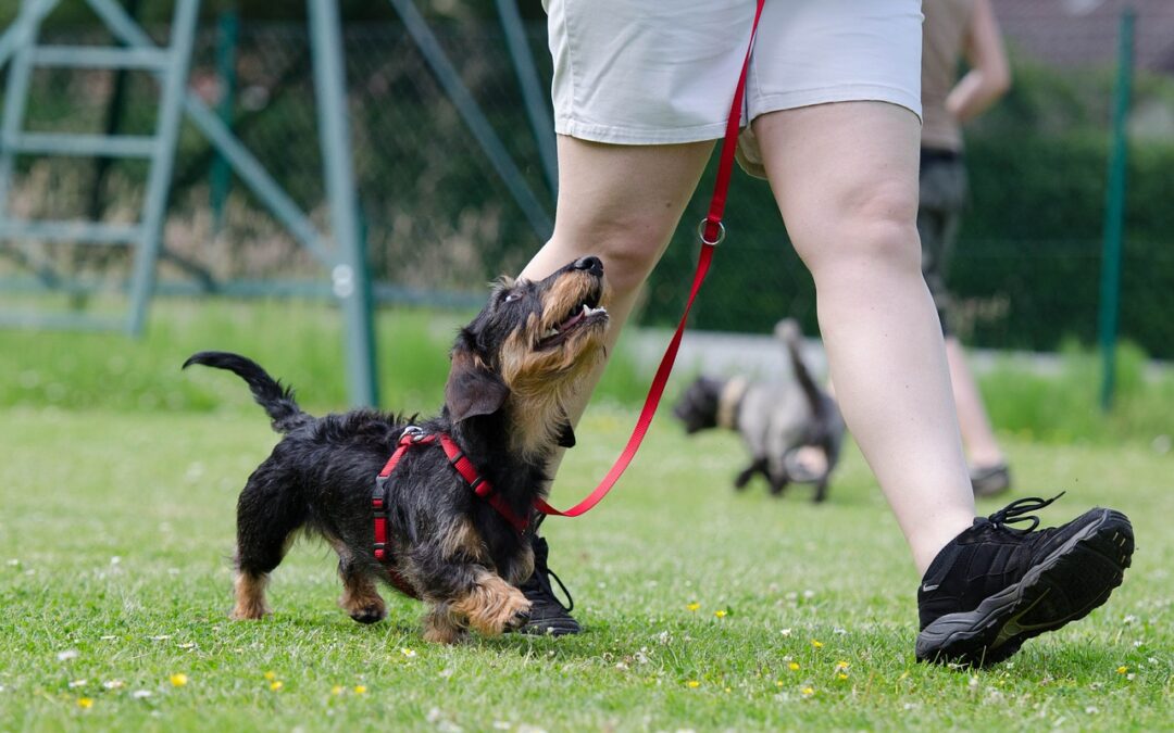 An Investigation Into the Impact of Pre-Adolescent Training on Canine Behavior