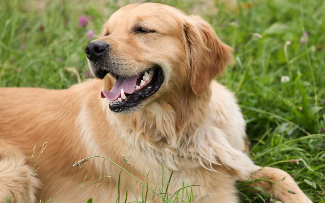 Canine Elbow Dysplasia – Croney Research Group