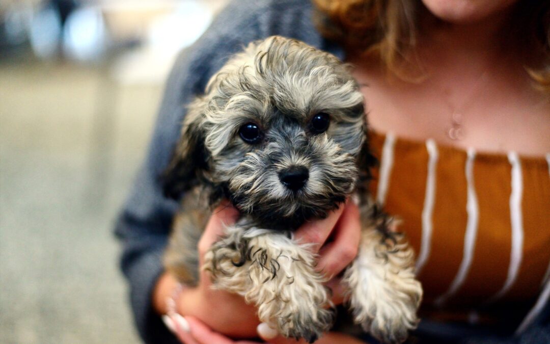 Dogs Who Attended Puppy Class are More Trainable