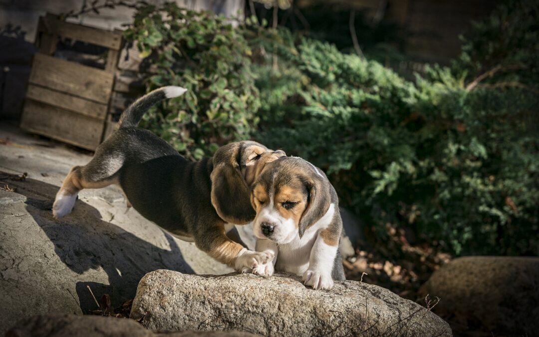 AVSAB Puppy Socialization Position Statement