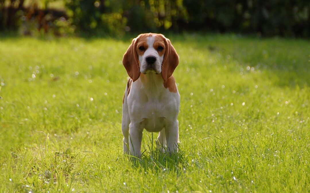 The Effect of Cage Size on Play and Aggression Between Dogs in Purpose-Bred Beagles