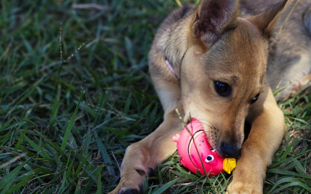 Make Your Dog Happy: The Best Ways to Provide Enrichment for Your Dog