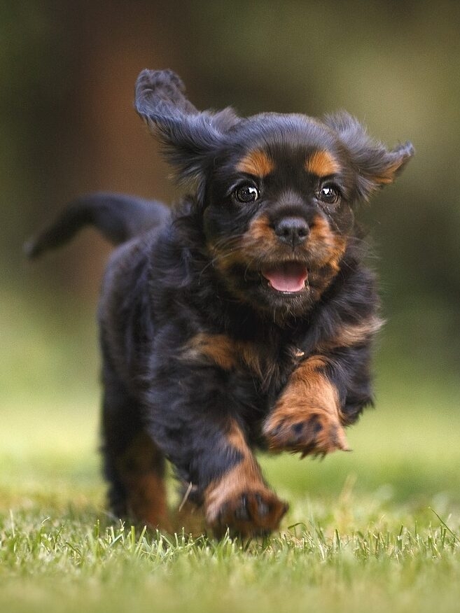 dog-6977210_1920copy Logo CRG