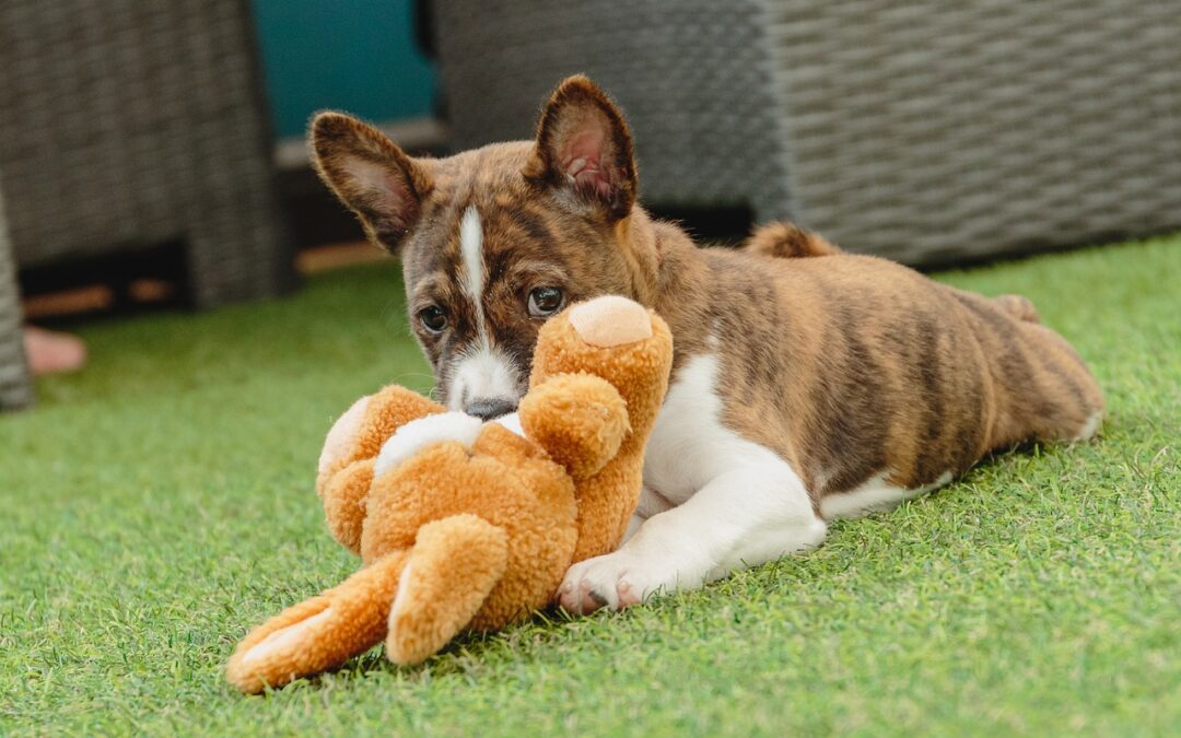 Early Play in Puppies & Safe Toys to Offer