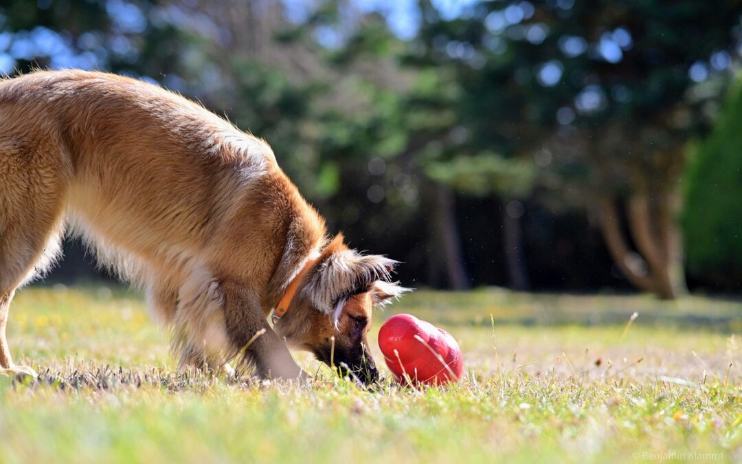 Enrichment activities to keep your dog entertained