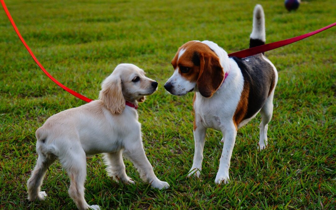 Be Dog Smart: Introducing Your Dog to Other Dogs