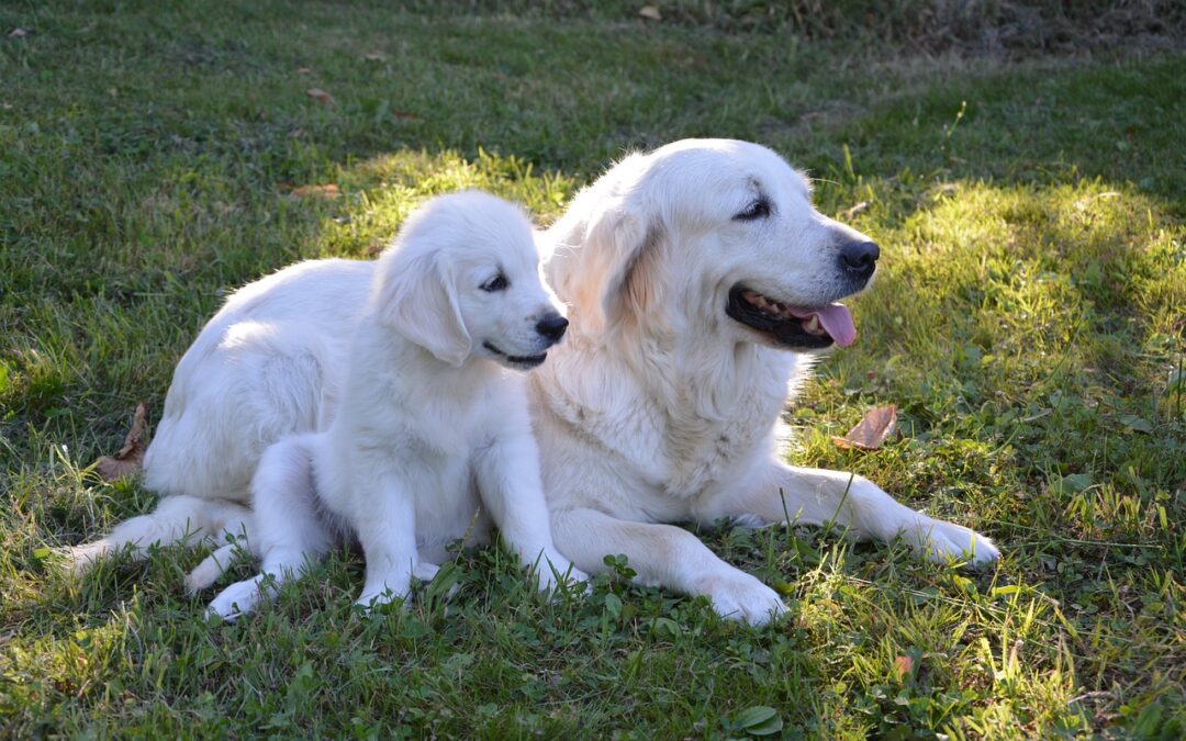 2019 AAHA Canine Life Stage Guidelines