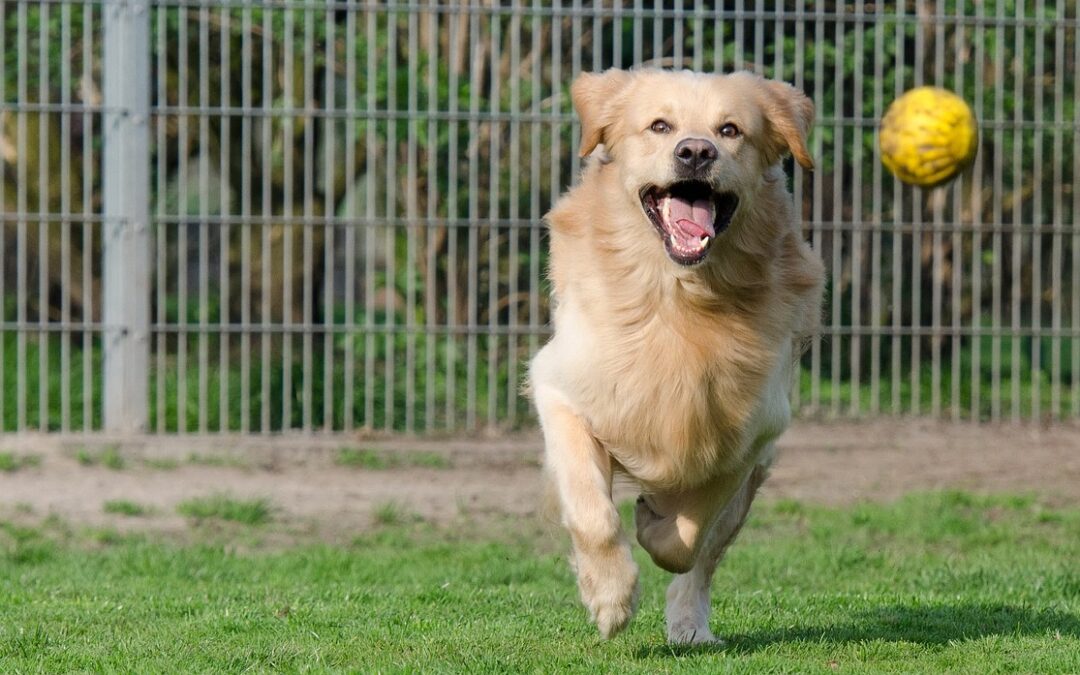 Why Do Dogs Play? Function and Welfare Implications of Play in the Domestic Dog