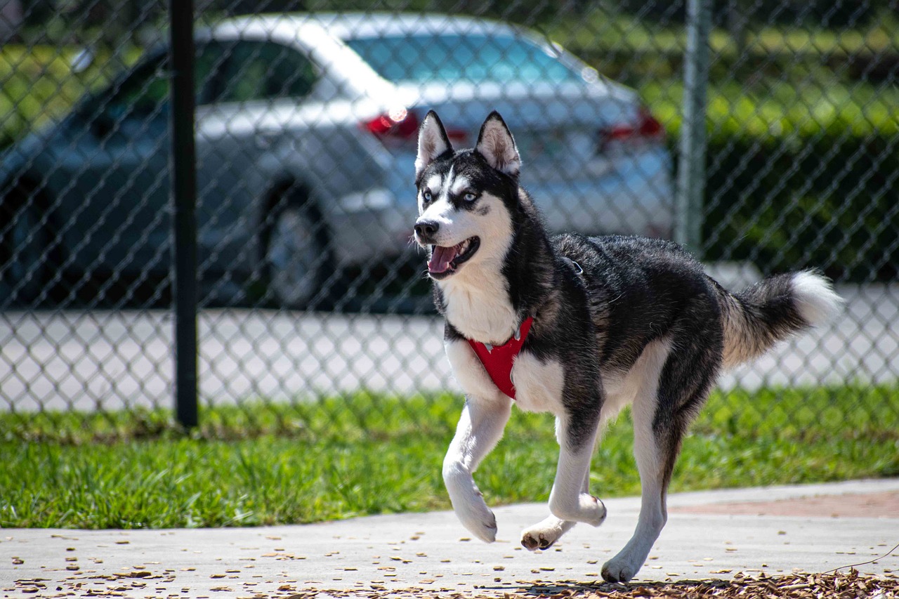 husky-5646131_1280