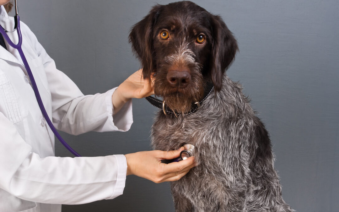 My Dog is Scared of the Vet: What Can I Do to Help?