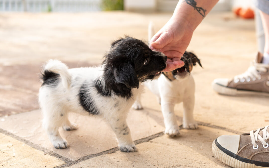 Improving Puppy Behavior Using a New Standardized Socialization Program