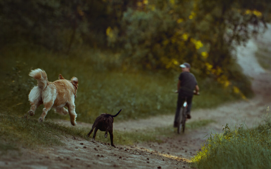 Reactive Dog Behavior