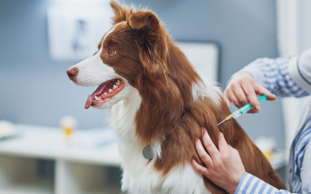 Be Dog Smart: Vaccinations