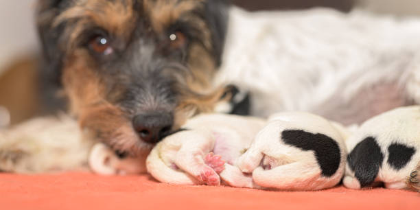 Sampling Maternal Care Behaviour in Domestic Dogs: What’s the Best Approach?