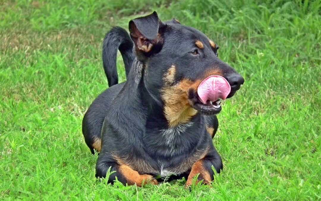 On Talking Terms with Dogs: Calming Signals