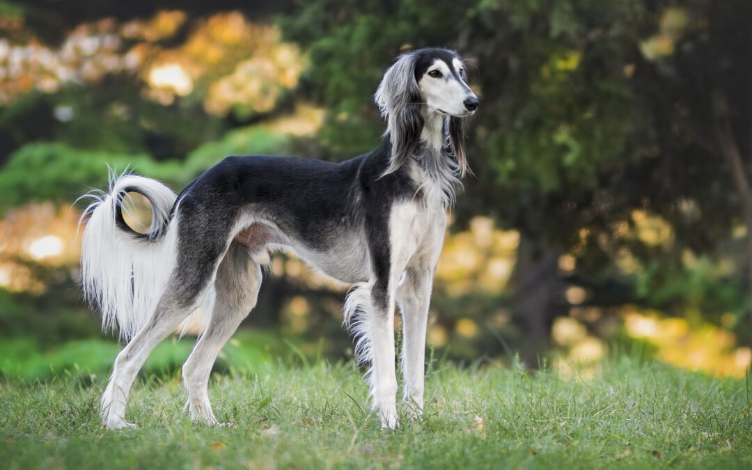The Challenges of Pedigree Dog Health: Approaches to Combating Inherited Disease