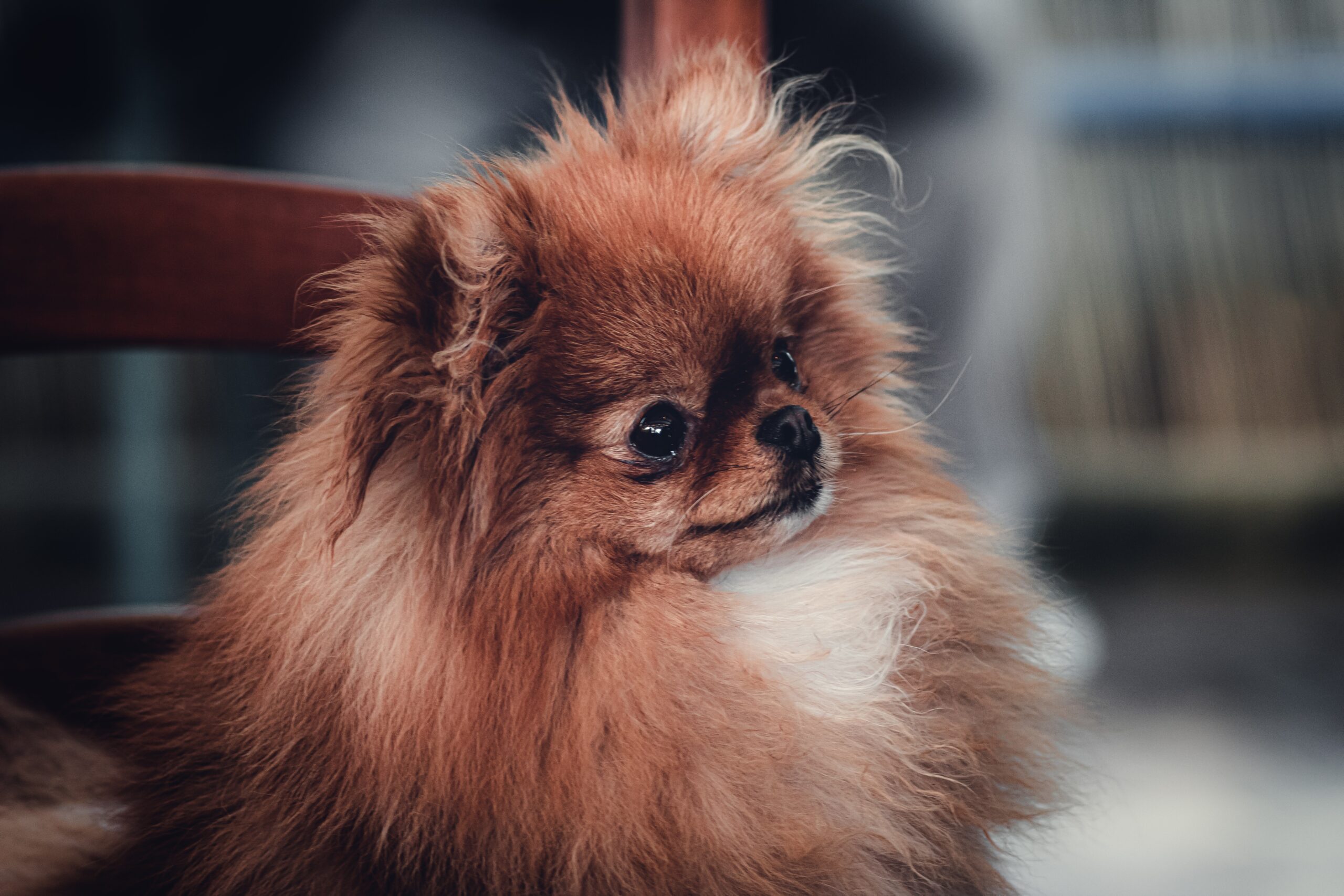 pekingese-6365793 Pekingese