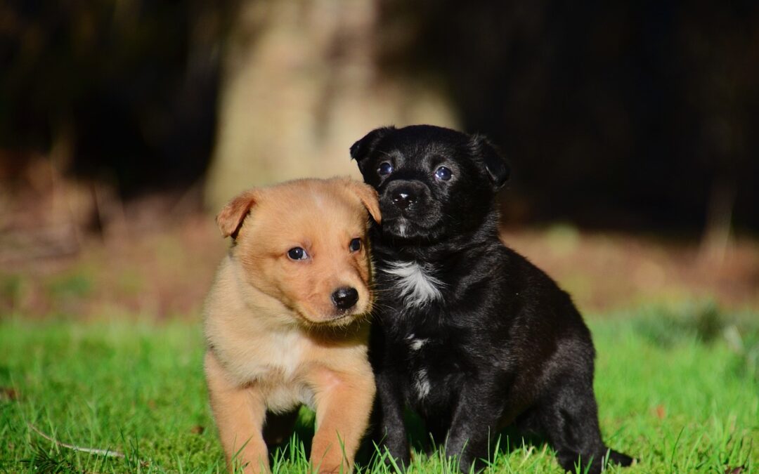 Puppy Socialization: Why, When, and How to Do It Right