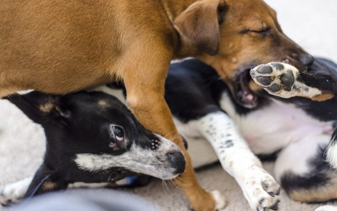 The Importance of Puppy Socialization