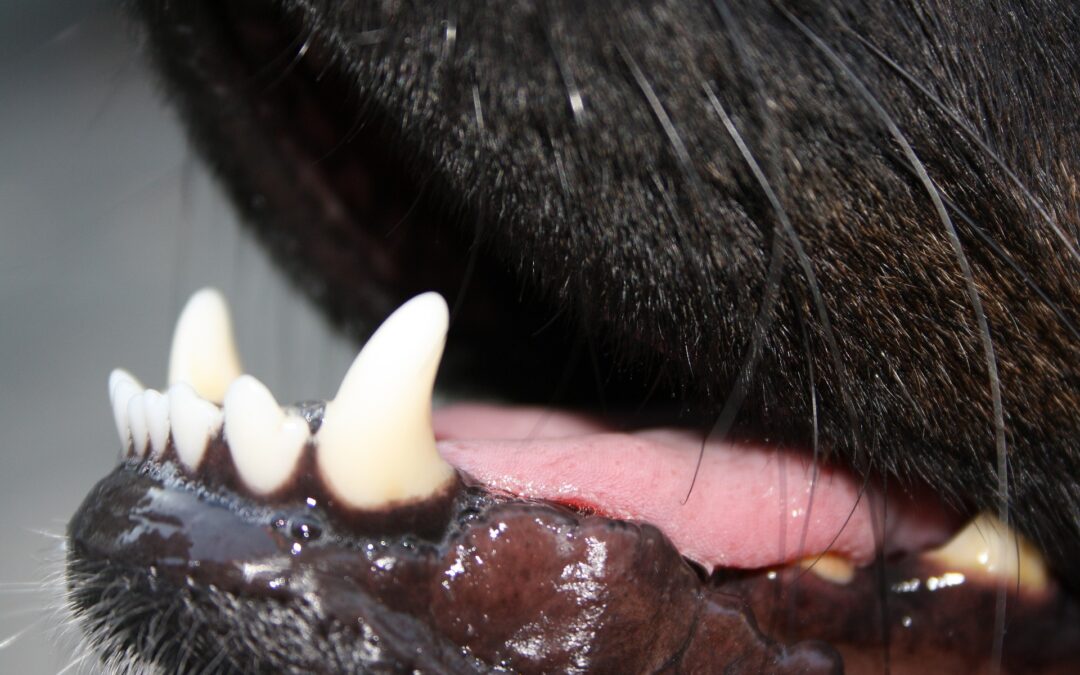 AVDC Position Statement: Companion Animal Dental Scaling Without Anesthesia