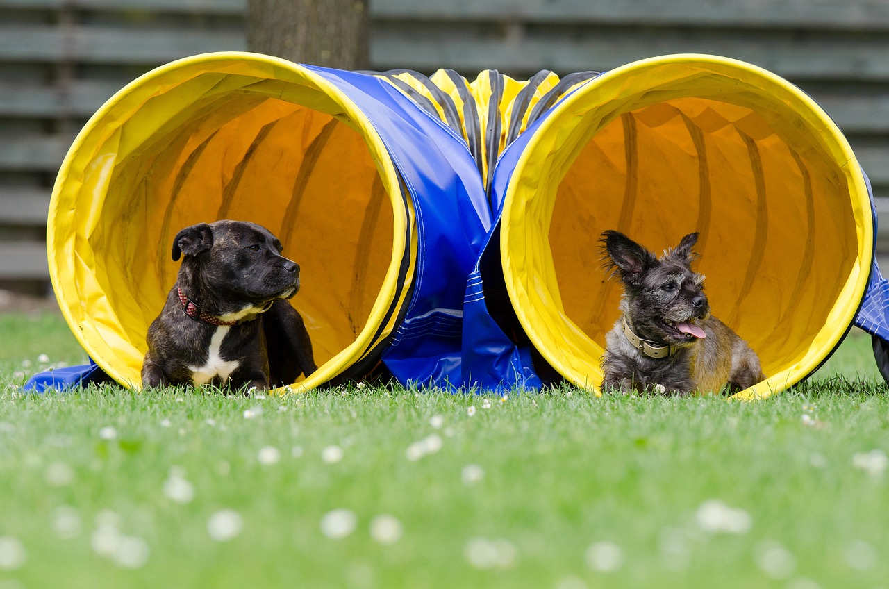 Canine Enrichment for the Real World: Making It a Part of Your Dog's Daily  Life