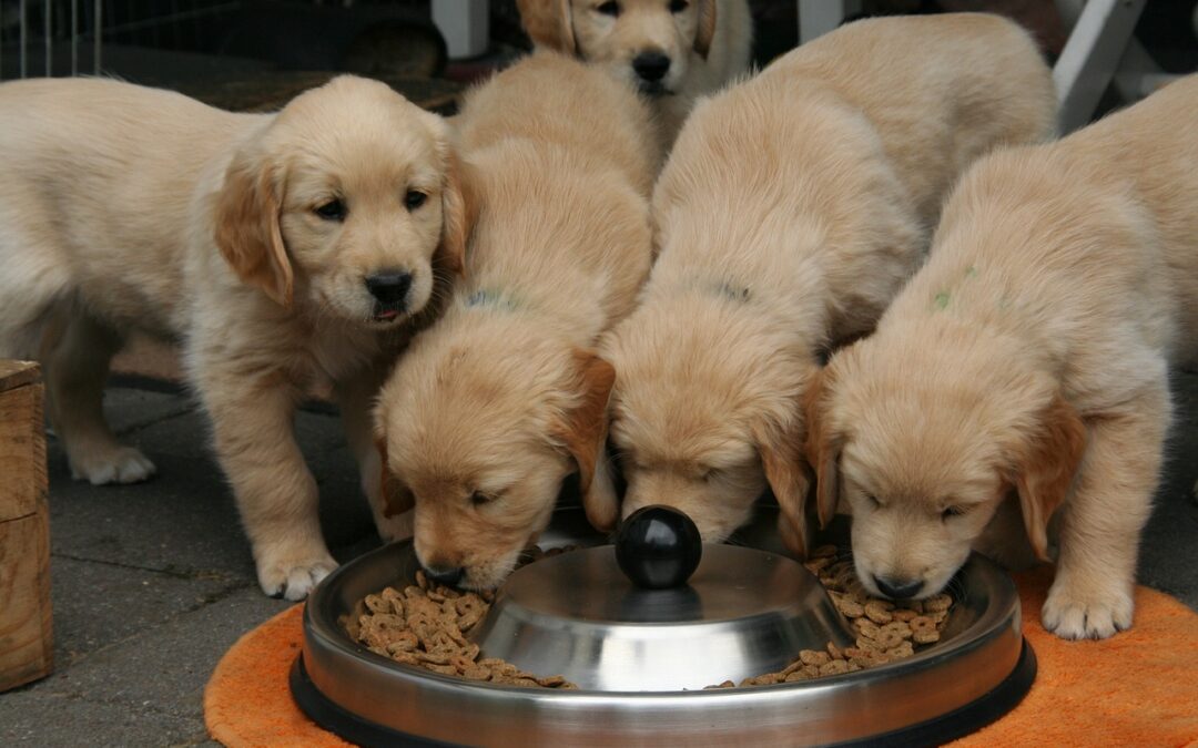 Feeding Growing Puppies