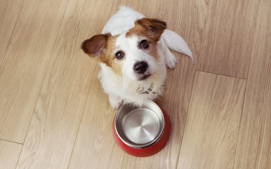 Canine and Feline Nutrition: A Resource for Companion Animal Professionals (3rd ed.).