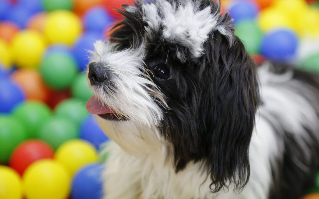 Quick Tips for Success: Environmental Enrichment in Kennels – Croney Research Group