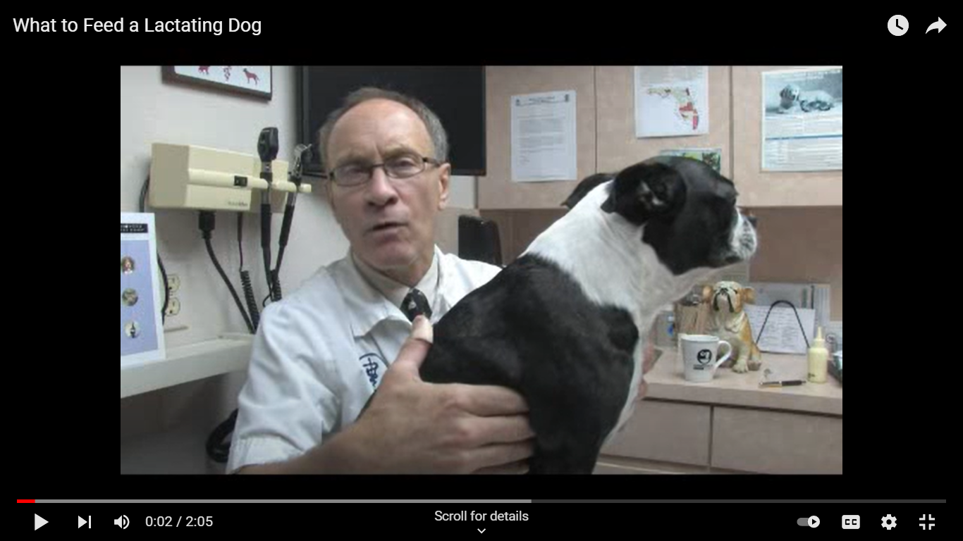 What to Feed a Lactating Dog Canine Welfare Science