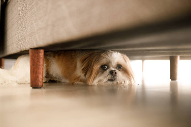 Breed-Dependent Differences in the Onset of Fear-Related Avoidance Behavior in Puppies