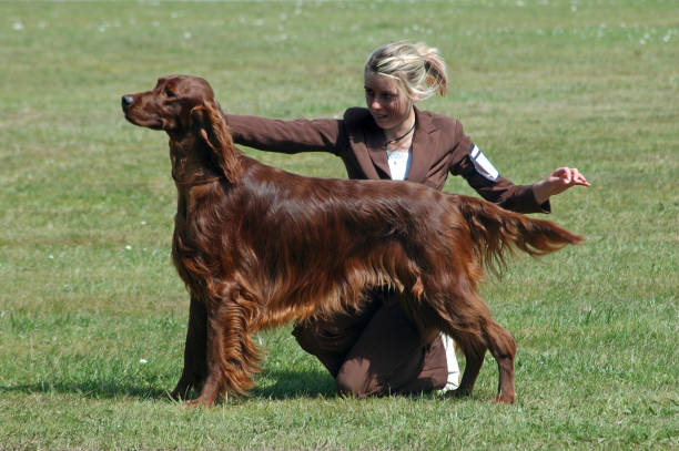 Maximizing Success in the Breeding Kennel and Show Ring: Vital Health Care and Management of Competitive Dogs
