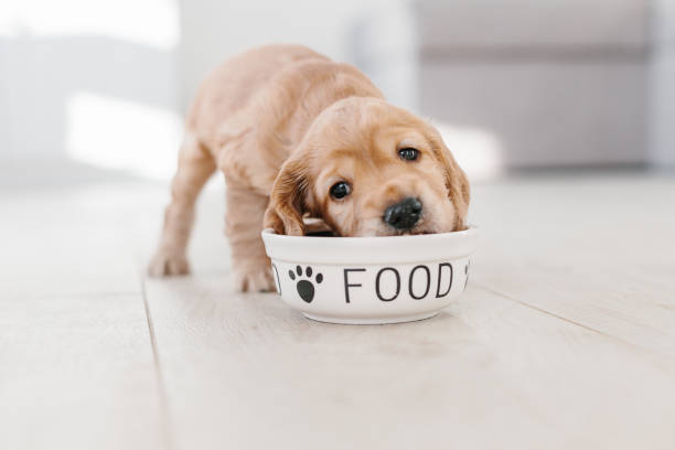Puppy Nutrition: Croney Research Group