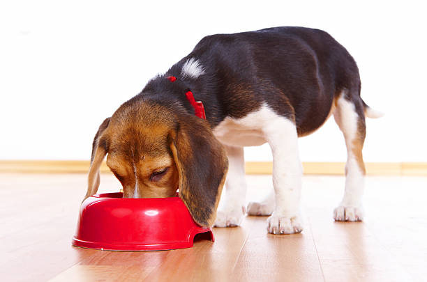 Threonine, Tryptophan and Histidine Requirements of Immature Beagle Dogs