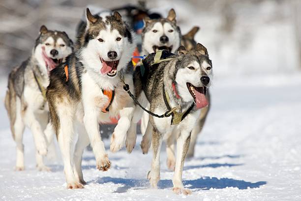 Investigating the Effects of Increased Soluble Fiber and Incremental Exercise on the Voluntary Physical Activity and Behaviour of Sled Dogs – CRONEY RESEARCH GROUP