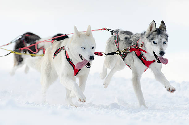 Investigating the Effects of Incremental Conditioning and Supplemental Dietary Tryptophan on the Voluntary Activity and Behaviour of Mid-Distance Training Sled Dogs – CRONEY RESEARCH GROUP