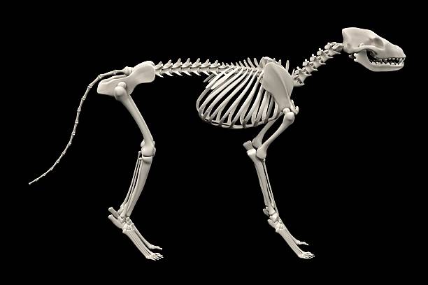 Dog Canine Skeleton, 1 - Kroger