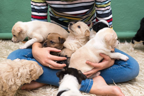 Quick Tips for Success:  Puppy Body Handling – CRONEY RESEARCH GROUP