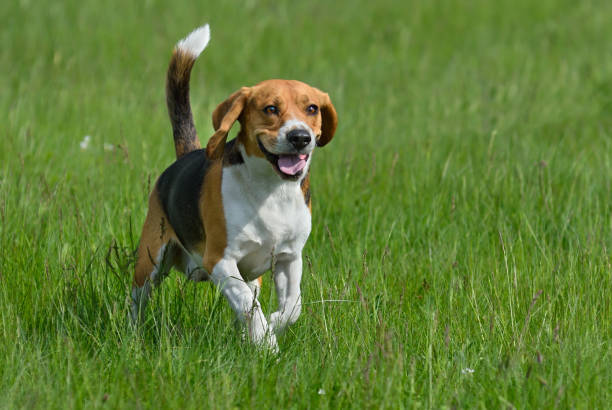 Comparison of Behavior and Genetic Structure in Populations of Family and Kenneled Beagles