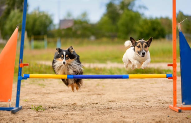 How to Build a Dog Playground
