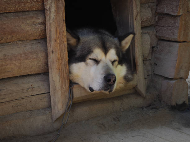 Changes in Behaviour and Voluntary Physical Activity Exhibited by Sled Dogs Throughout Incremental Exercise Conditioning and Intermittent Rest Days – CRONEY RESEARCH GROUP