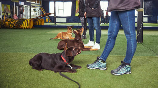 AVSAB Position Statement: How to Choose a Trainer