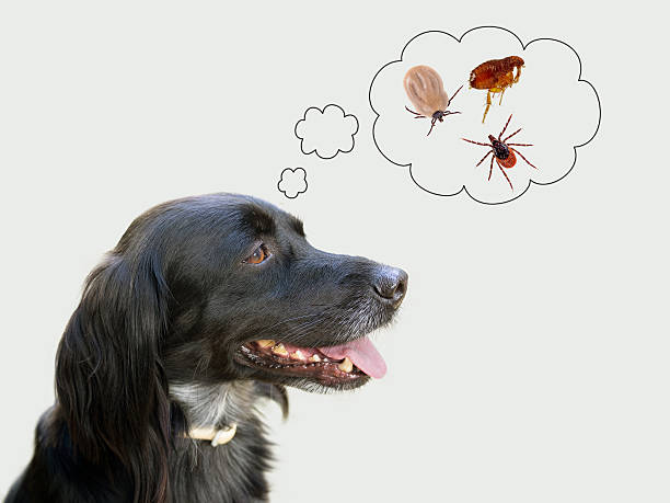 Parasites and Vector-Borne Diseases Disseminated by Rehomed Dogs