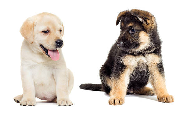 Aspects of Juvenile and Adolescent Environment Predict Aggression and Fear in 12-Month-Old Guide Dogs